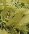 07 - Olive Green - New